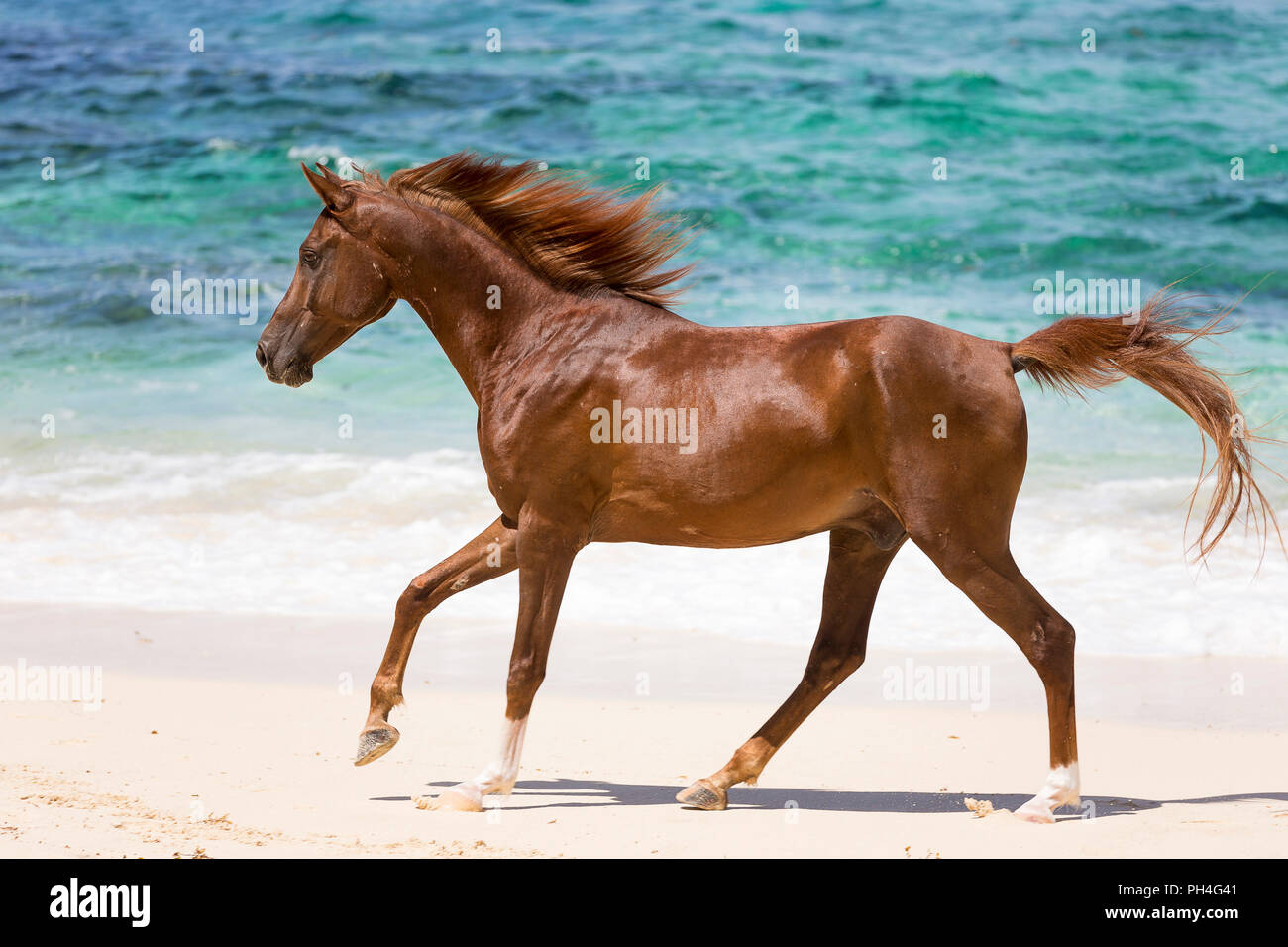 Arabian horse. Chestnut gelding galloping on a tropical beach ...