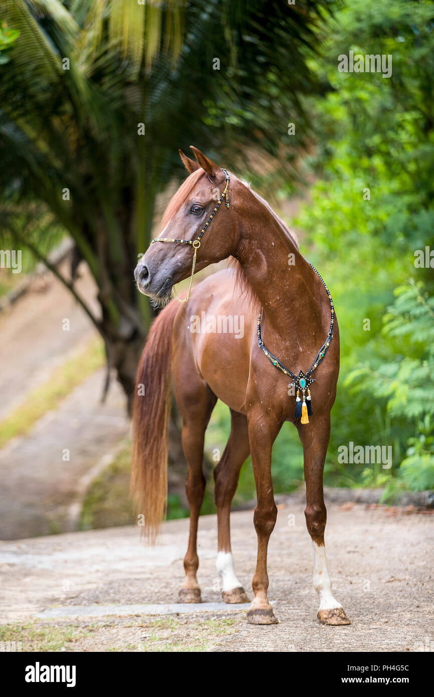 Halter show horse hires stock photography and images Alamy