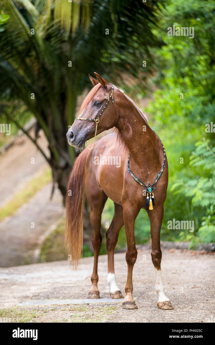 Halter show horse hi-res stock photography and images - Alamy
