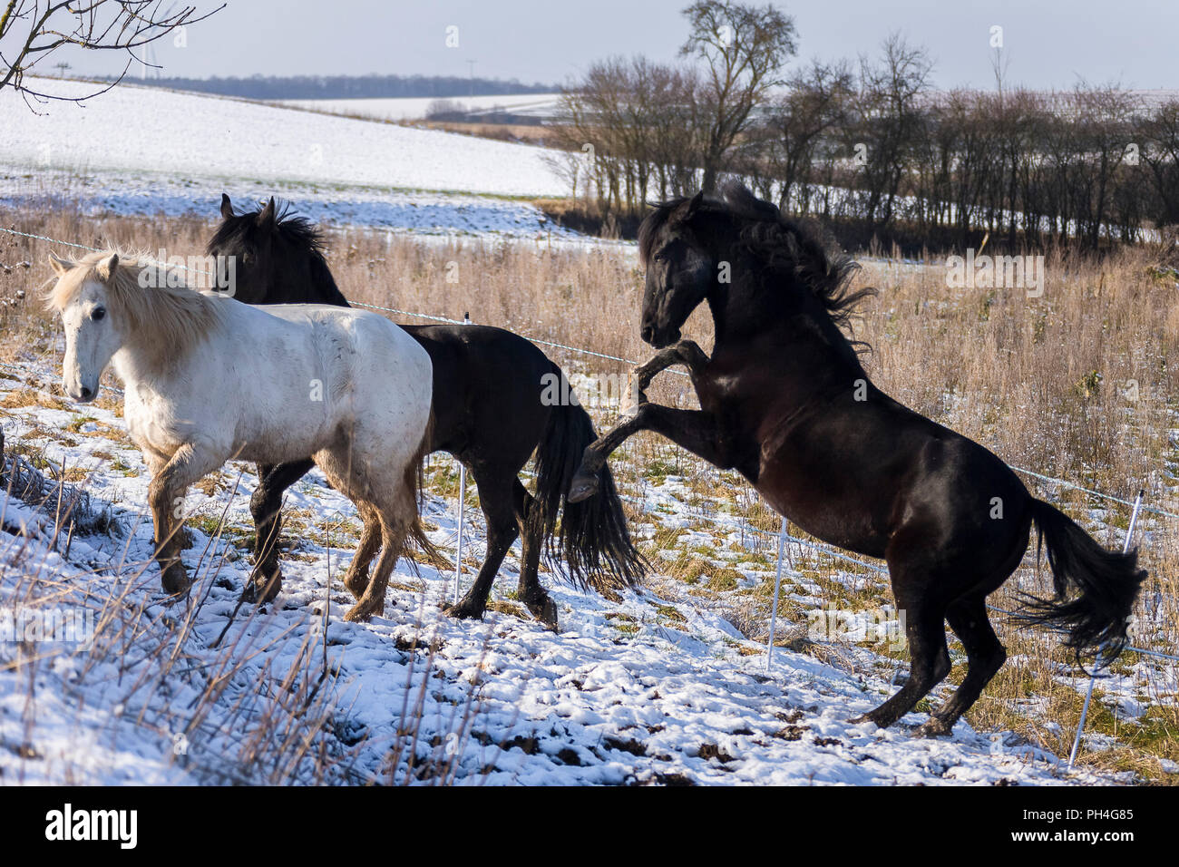 Rearing Andalusian Horse High Resolution Stock Photography and Images ...