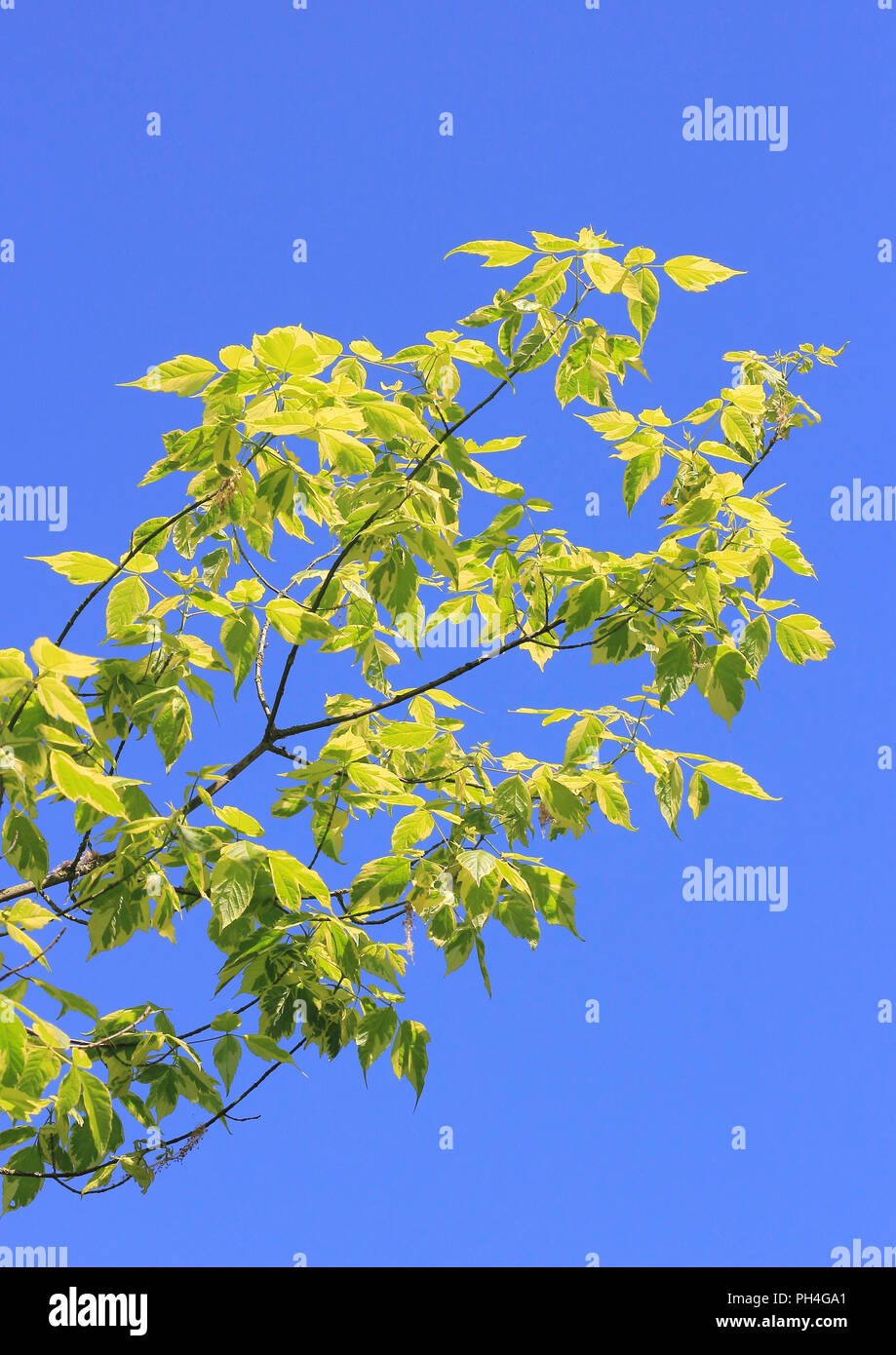 Box Elder (Acer negundo variegatum). Twigs seen against a blue skys. Germany Stock Photo