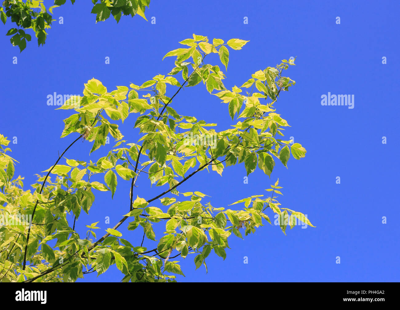 Box Elder (Acer negundo variegatum). Twigs seen against a blue skys. Germany Stock Photo