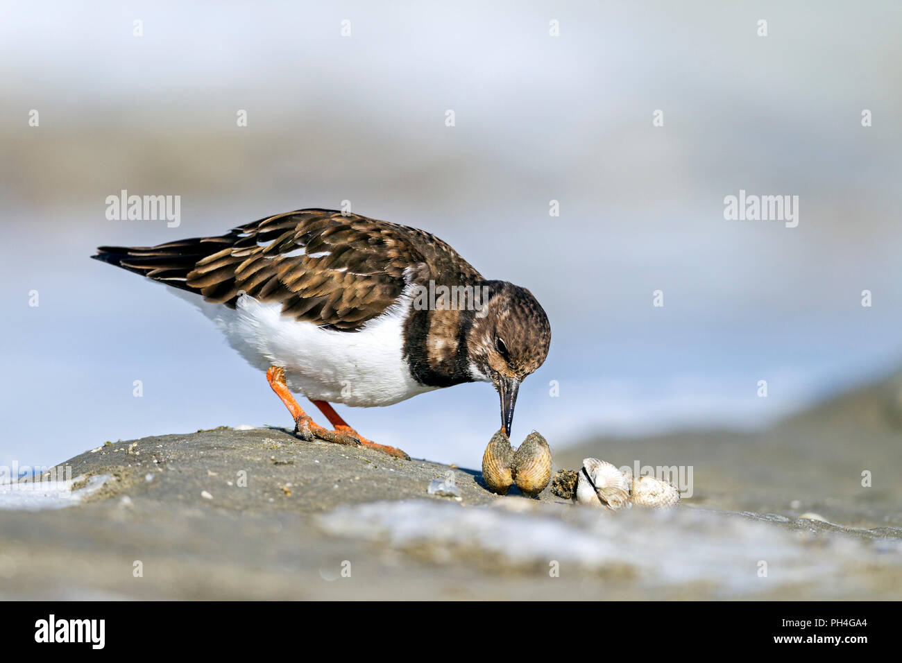 Turnstone (Arenaria interpres). Adult in non-breeding plumage eating a cockle. Germany Stock Photo