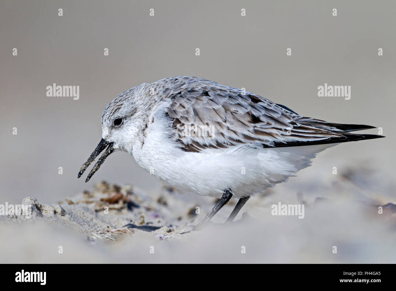 Sanderling (Calidris alba). Adult in non-breeding plumage foraging on a beach. Germany Stock Photo