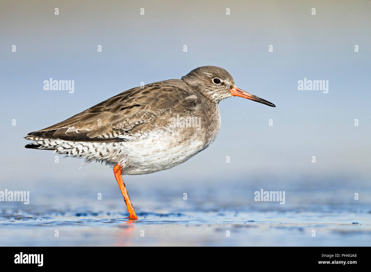 Common Redshank (Tringa totanus) in non-breeding plumage standing in shallow water. Germany Stock Photo