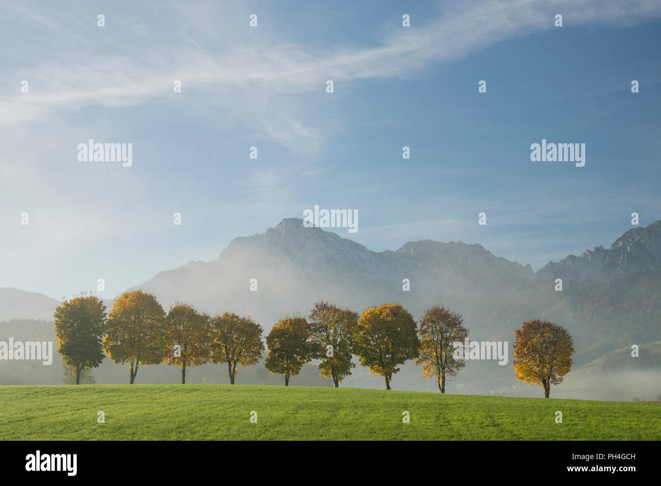 Tree-lined avenue in autumn near the village of Anger with the mountains Hohenstaufen and Zwiesel in background. Upper Bavaria, Germany Stock Photo