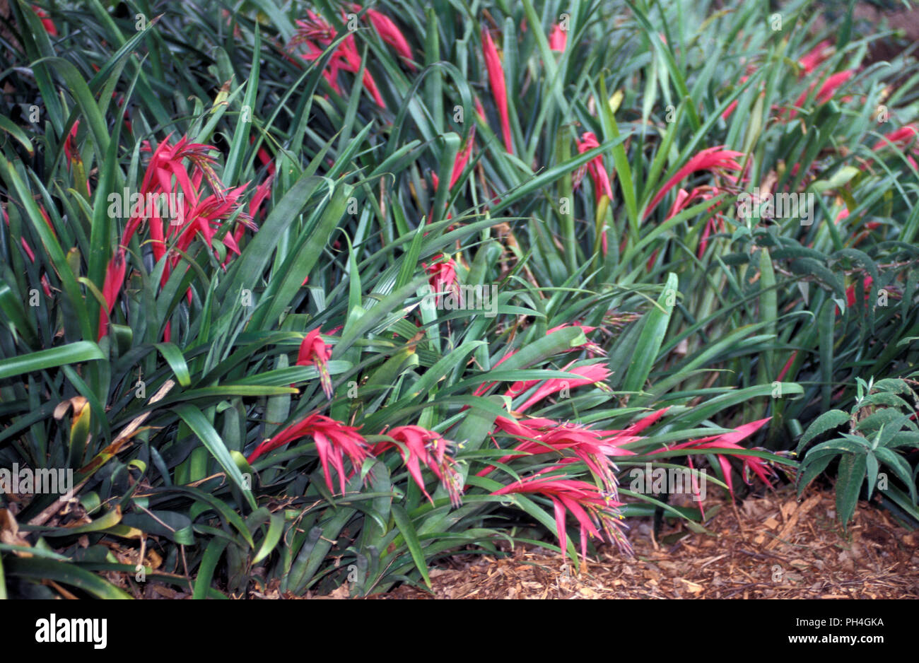 GARDEN BED OF QUEEN'S TEARS (BILLBERGIA NUTANS) FAMILY:BROMELIACEAE Stock Photo