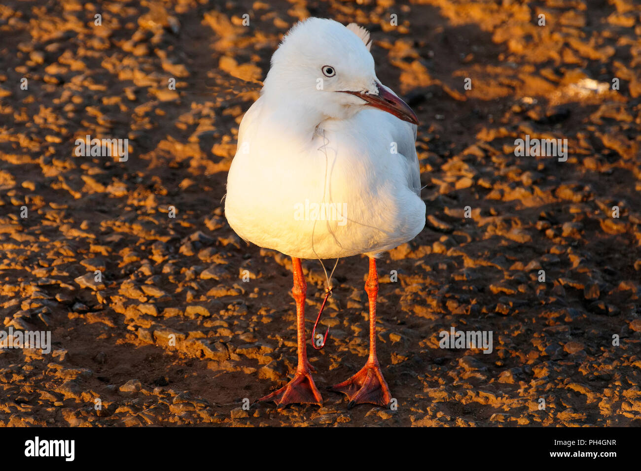 Seagull (Croicocephalus novaehollandiae) wearing a fish hook attached to fishing line as a necklace, Northwest Australia Stock Photo