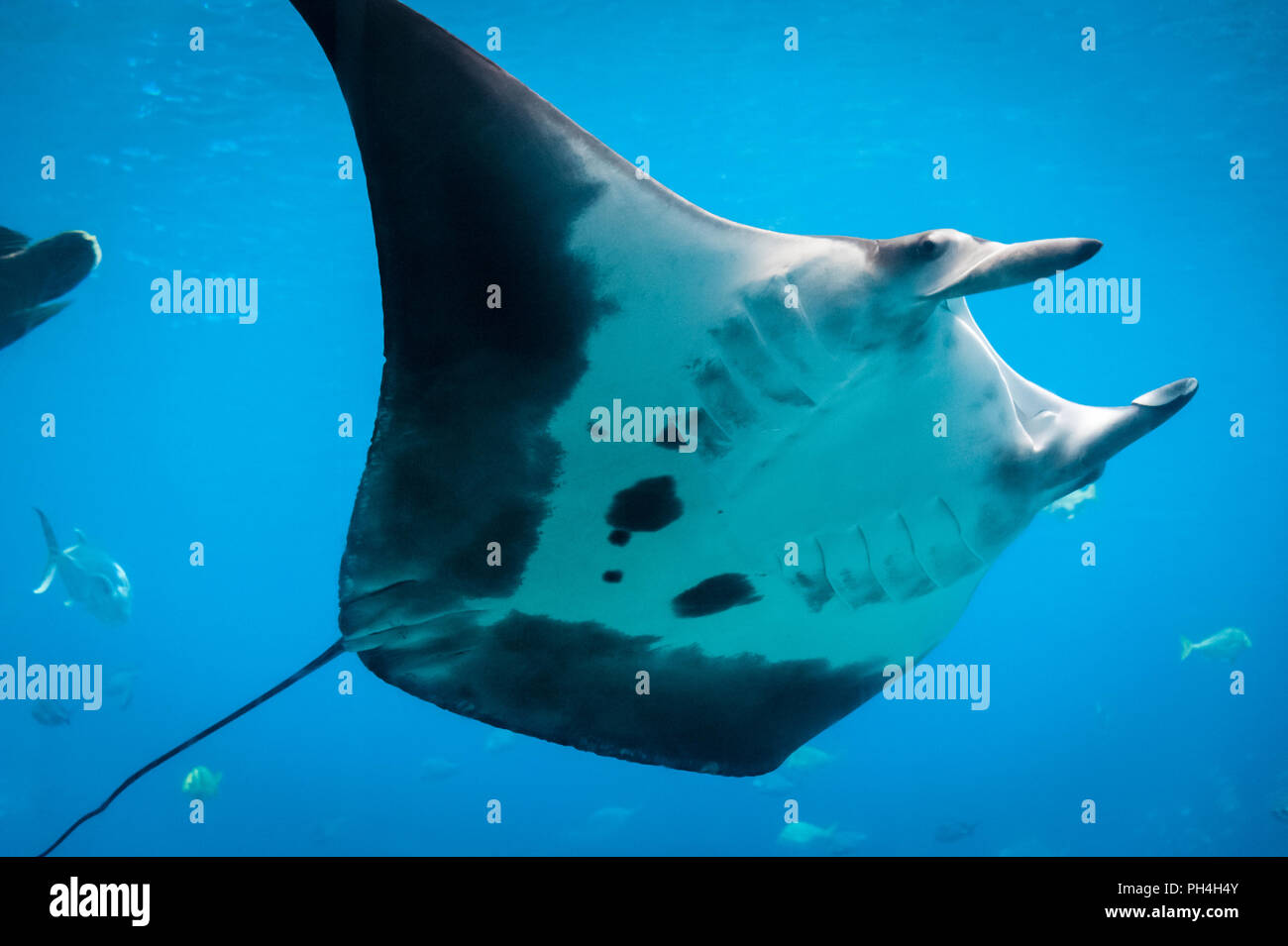 Manta ray at the Georgia Aquarium in Atlanta, Georgia. (USA) Stock Photo