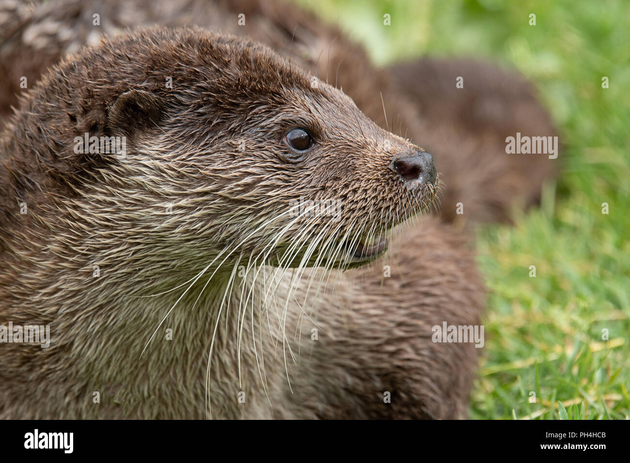 A close up side profile portrait of an otter. The animal is facing to the right. The portrait shows the head with detailed whiskers Stock Photo