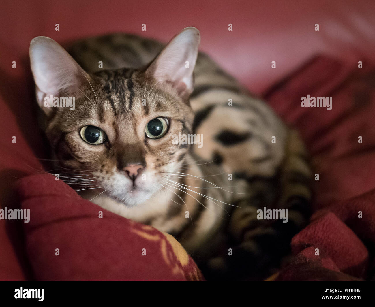 Bengal cat on a sofa in color Stock Photo