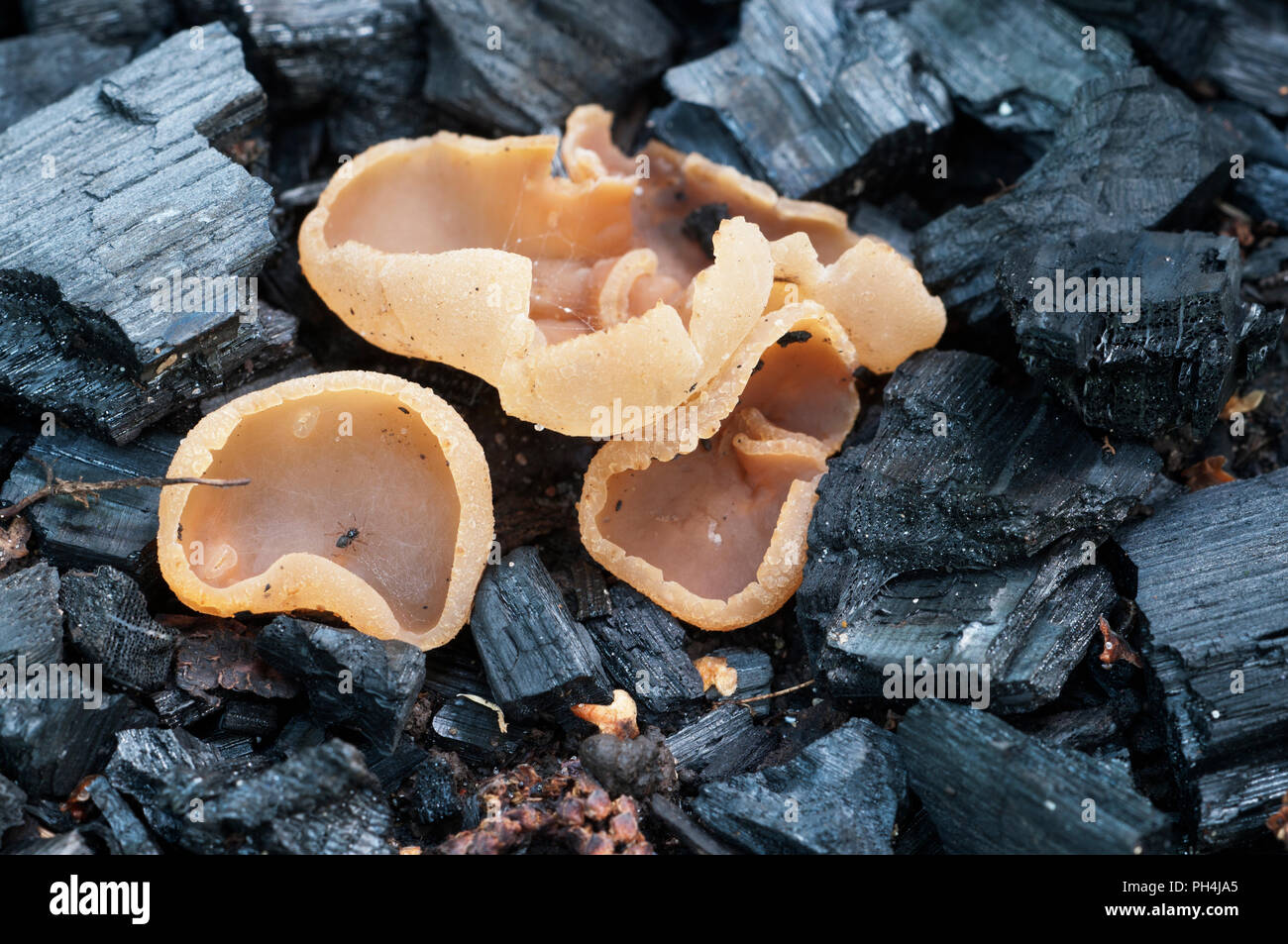 Peziza varia ascomycete fungus on an old campfire, close up shot, local focus Stock Photo