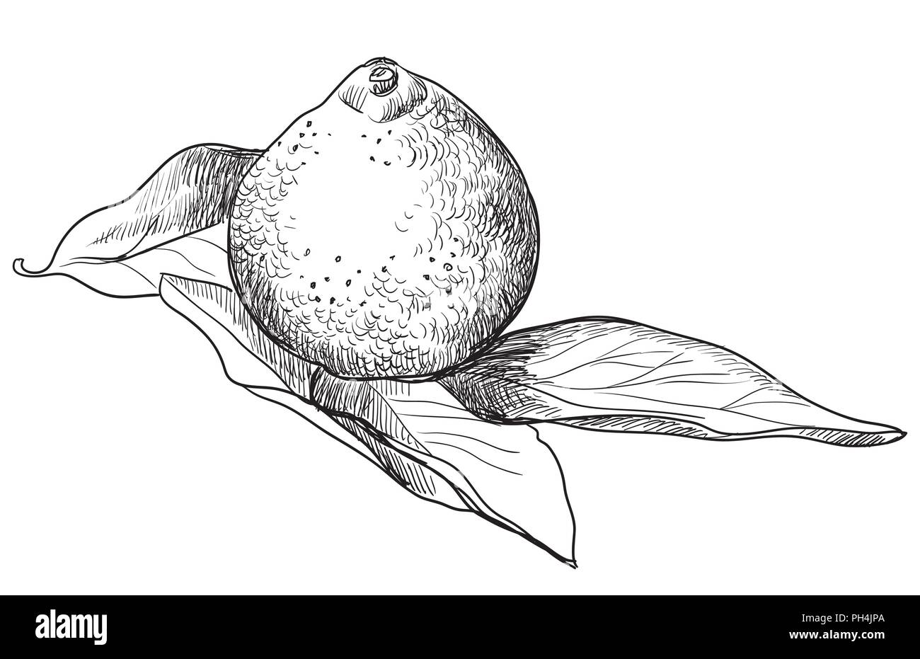 Hand drawn fruittangerine. Vector monochrome illustration isolated on