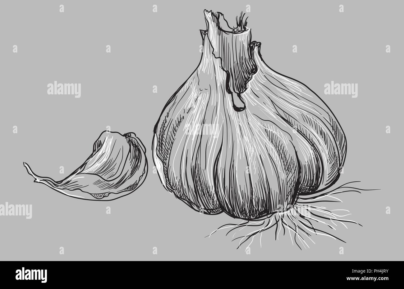 Illustration garlic hi-res stock photography and images - Alamy