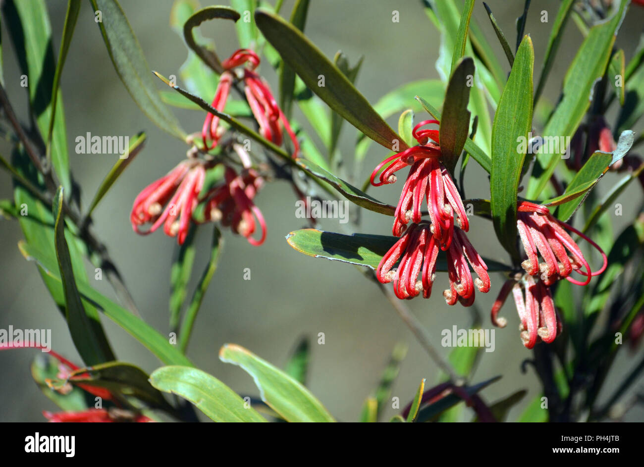 Australian native Grevillea oleoides, Red Spider Flower (Family