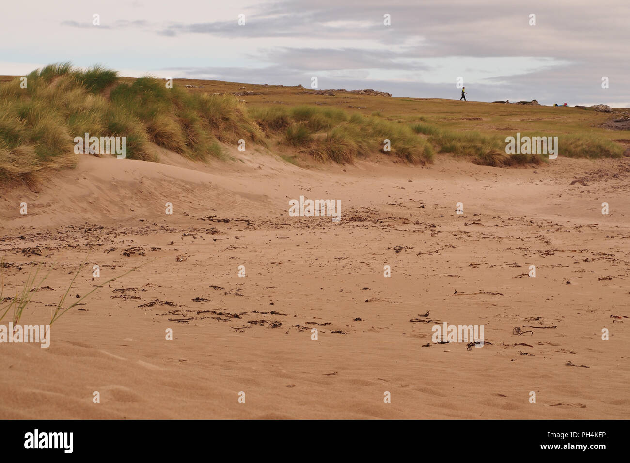 A view on Achnahaird beach, Scotland, looking along the edge of the beach with large clumps of Marram Grass running all the way along and a walker Stock Photo