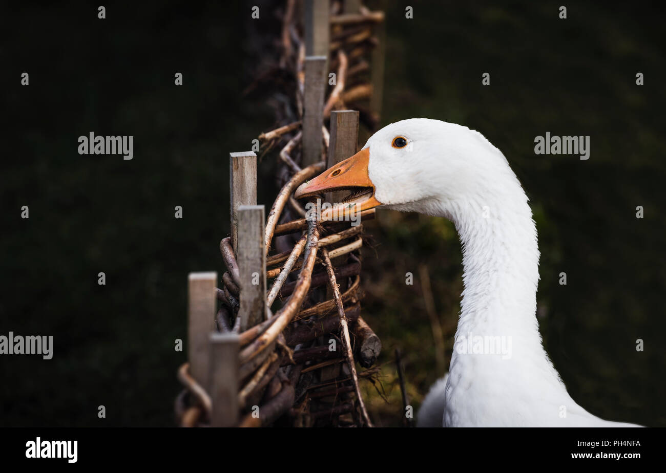 Angry goose biting from a wattle fence, in low light, while looking at the camera. Stock Photo