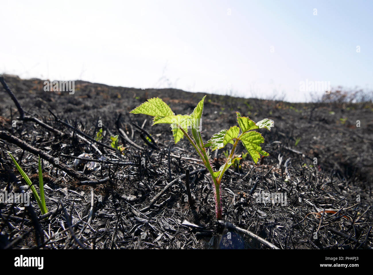 New shoots appear from the burnt earth within weeks of a destructive wild fire on St Annes nature reserve, lancashire,UK Stock Photo