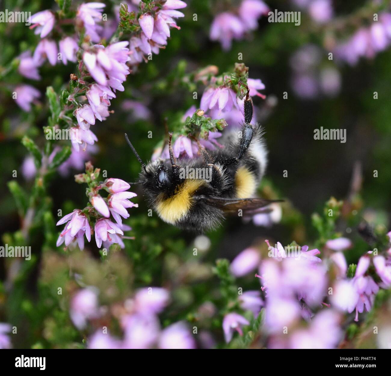 Cute bumblebee hi-res stock photography and images - Alamy