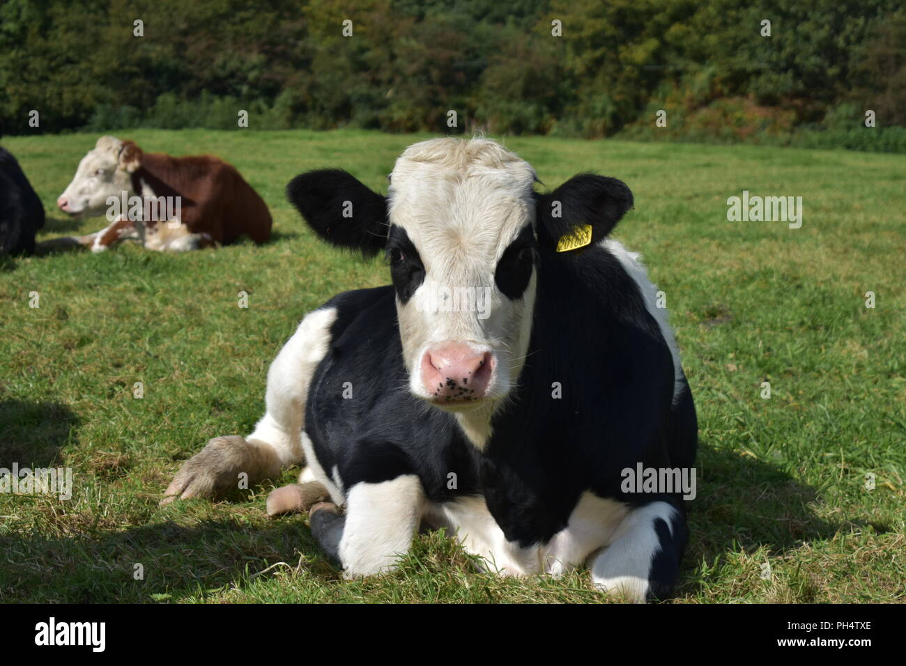 White cow lying hi-res stock photography and images - Alamy