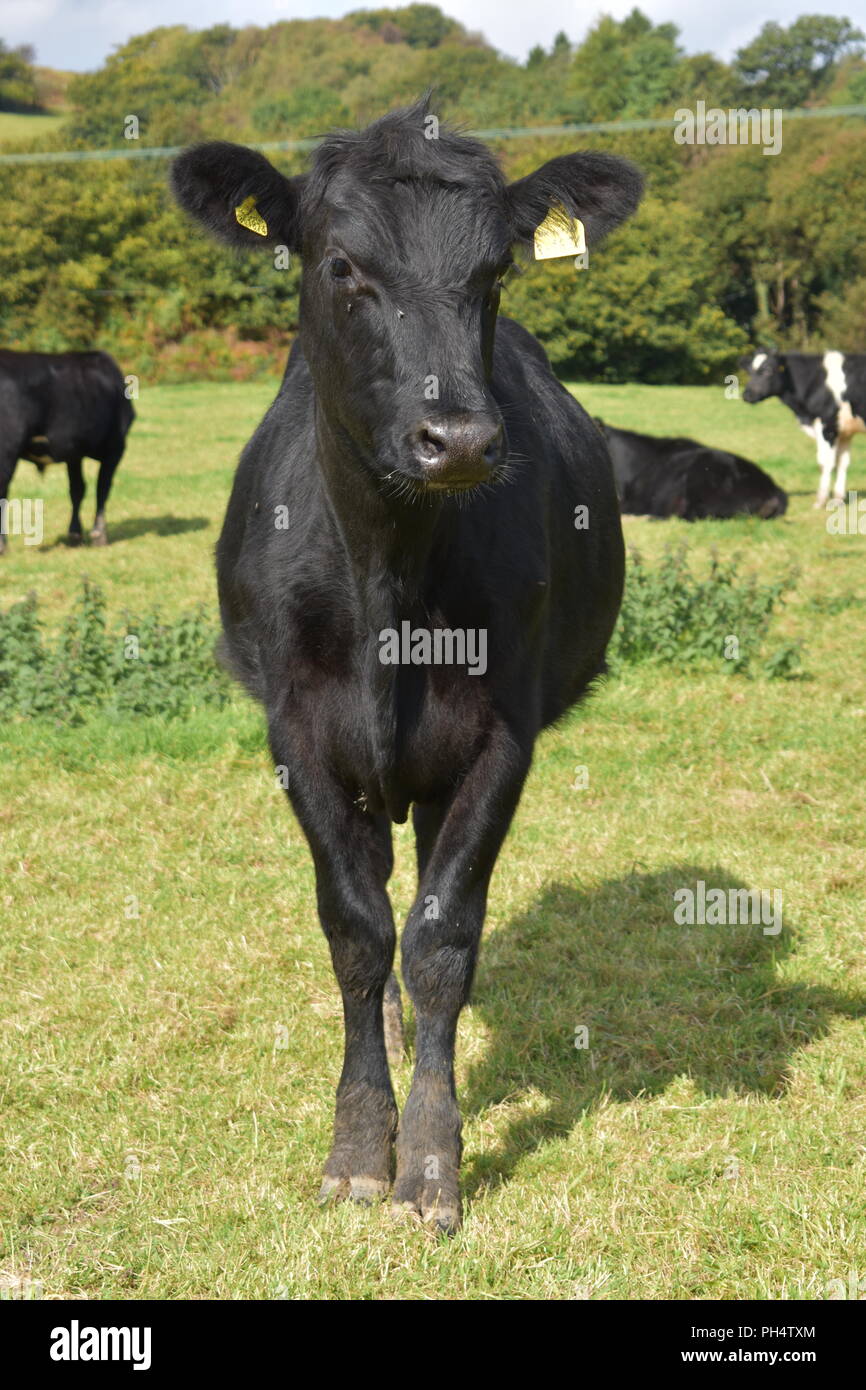 Black cow standing in a field Stock Photo - Alamy
