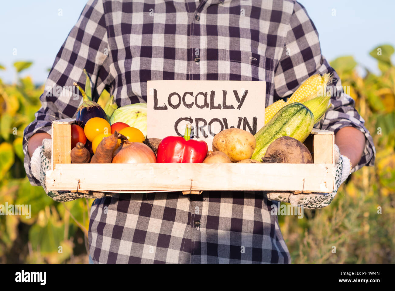 Female farmer holding box full of natural organic vegetables. Woman with fresh vegetables and 'locally grown' sign on them in farming field. Stock Photo