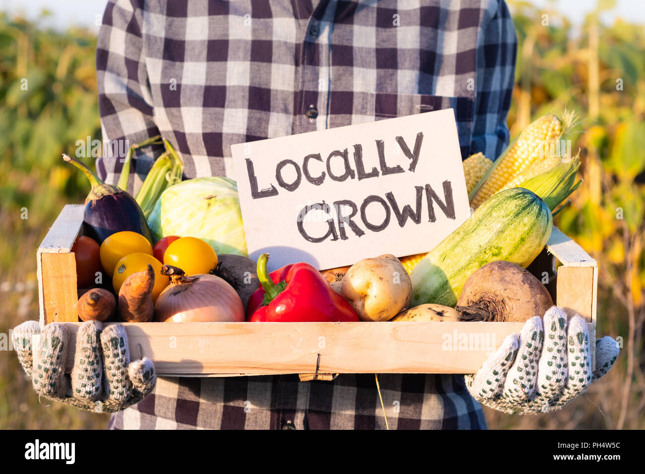 Female farmer holding box full of natural organic vegetables outdoors. Woman with fresh vegetables and 'locally grown' sign on them in farming field. Stock Photo