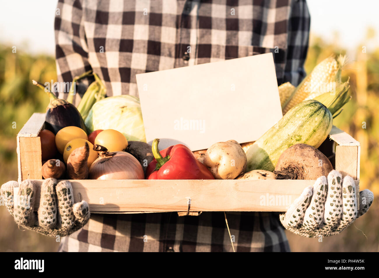 Female farmer holding box full of natural organic vegetables outdoors. Woman with fresh vegetables and  empty sign on them in farming field. Stock Photo