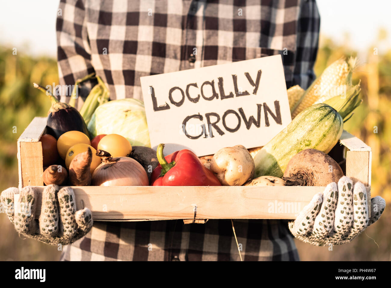 Female farmer holding box full of natural organic vegetables outdoors. Woman with fresh vegetables and 'locally grown' sign on them in farming field. Stock Photo