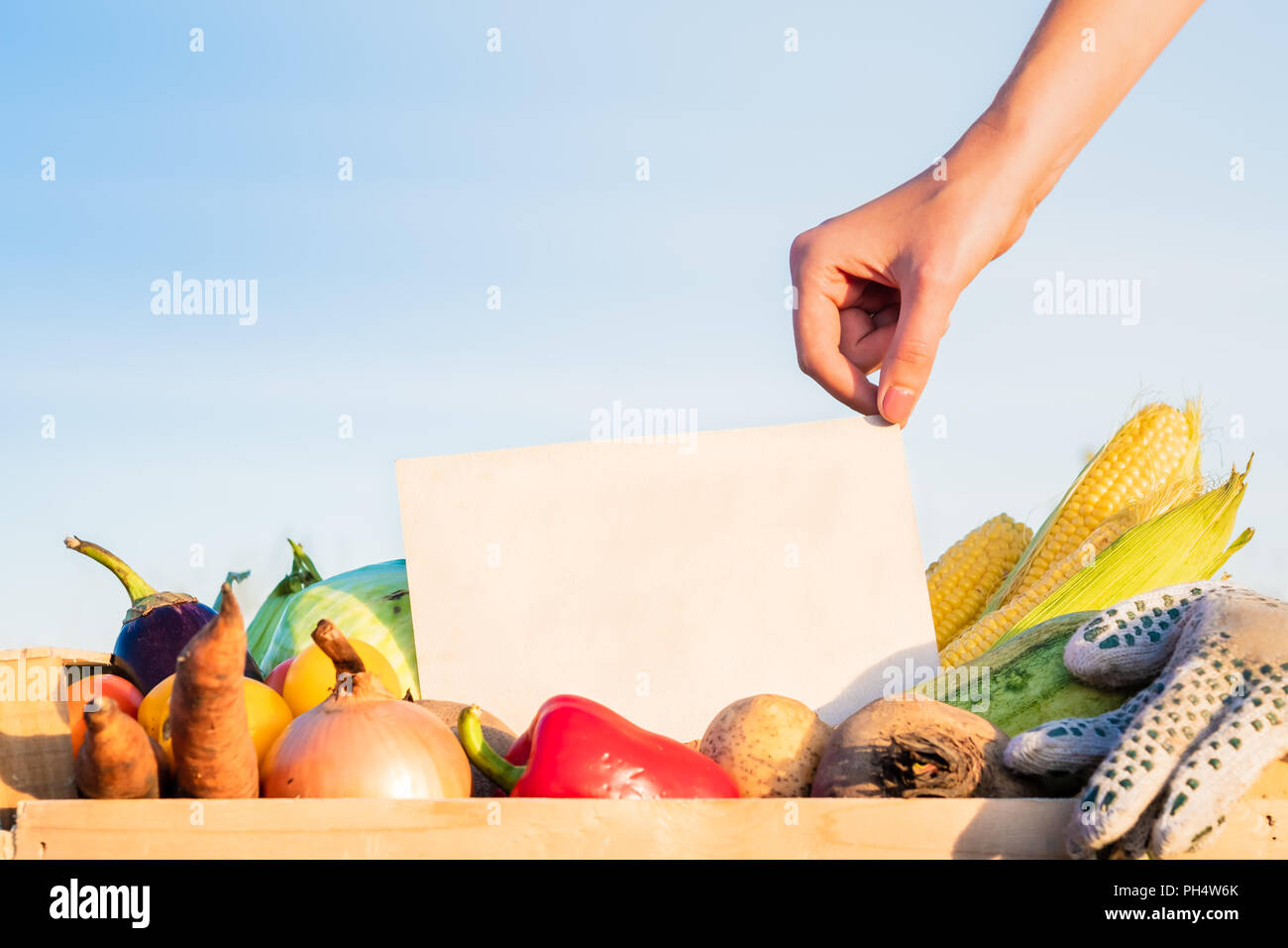 Packaging box full of natural organic vegetables. Woman hand holding  empty sign on pile of  fresh vegetables in farming field. Stock Photo