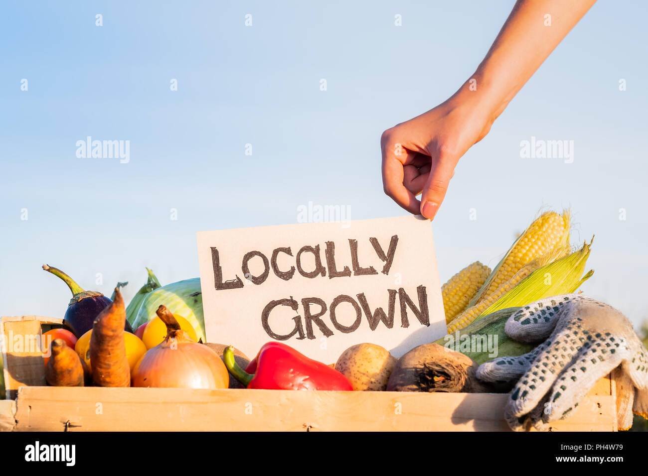 Packaging box full of natural organic vegetables. Woman hand holding 'locally grown' sign on pile of  fresh vegetables in farming field. Stock Photo