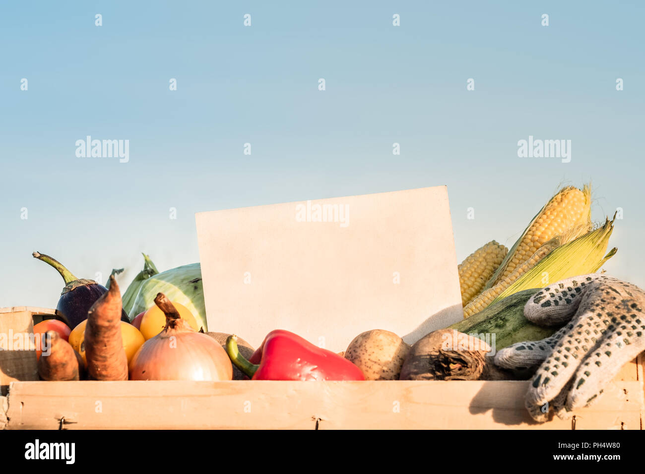 Packaging box full of natural organic vegetables. Empty sign on pile of  fresh vegetables in farming field. Stock Photo