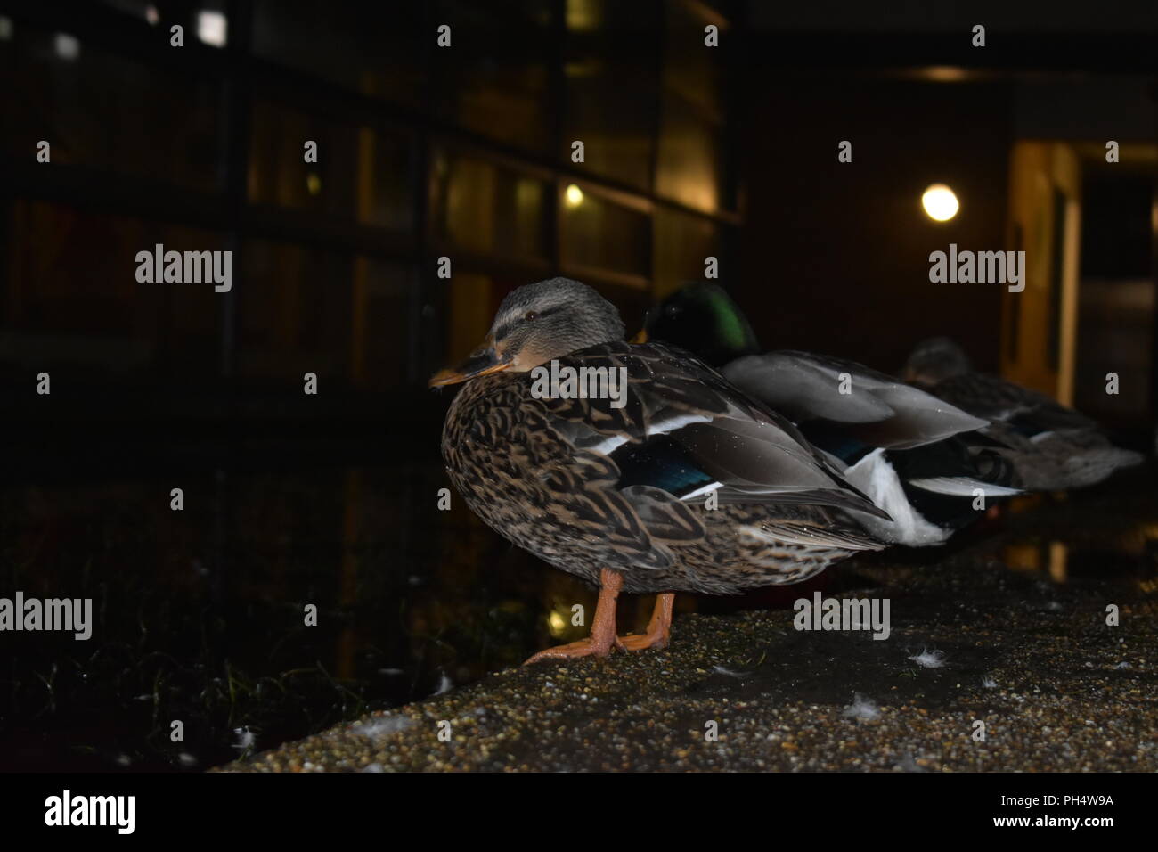Ducks at night on the edge of a pond Stock Photo Alamy