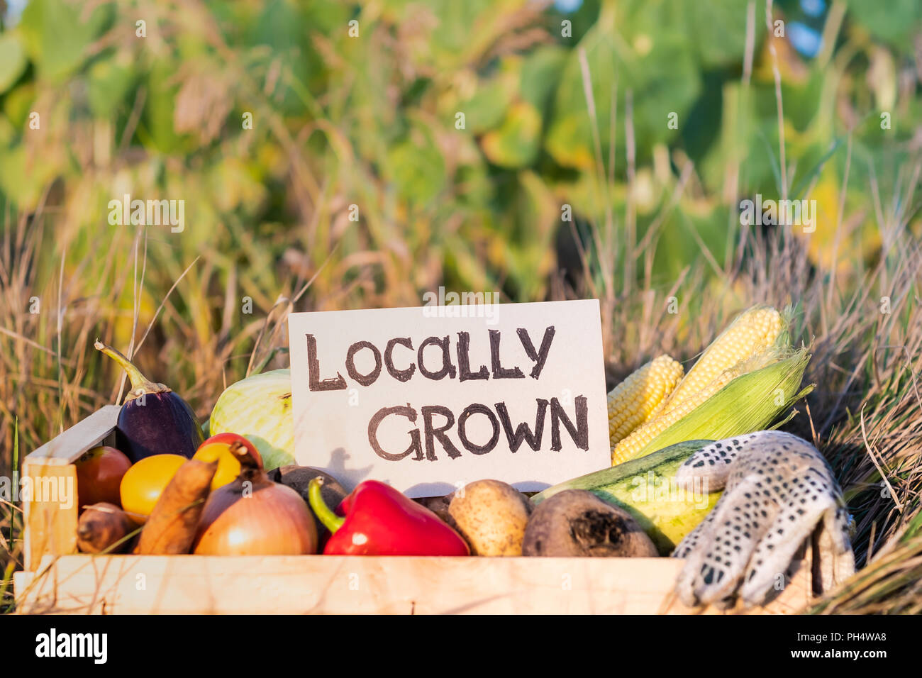 Packaging box full of natural organic vegetables. 'Locally grown' sign on pile of  fresh vegetables in farming field. Stock Photo