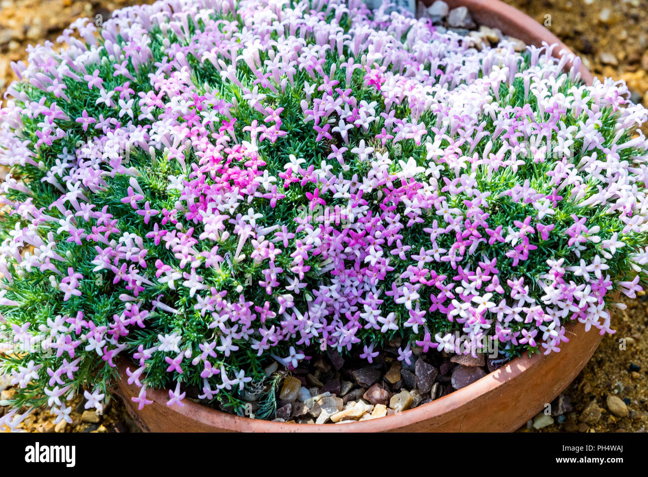 asperula sintenisii, Sintenis woodruff, asperula sintenisii plant, asperula sintenisii flowers, Sintenis woodruff plant, Sintenis woodruff flowers, Stock Photo