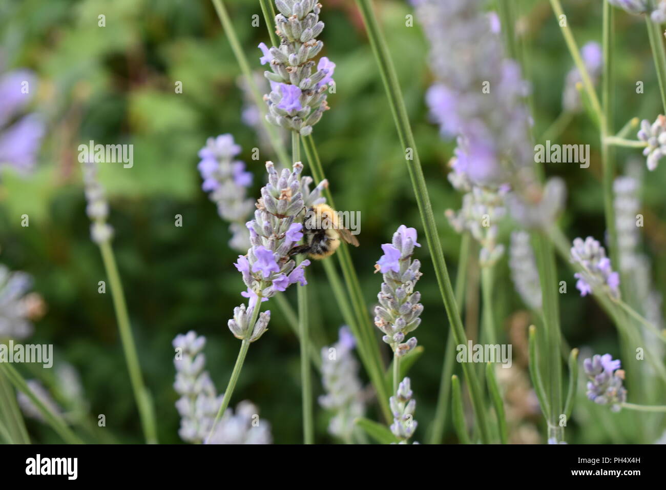 Bee taking nectar from lavender Stock Photo
