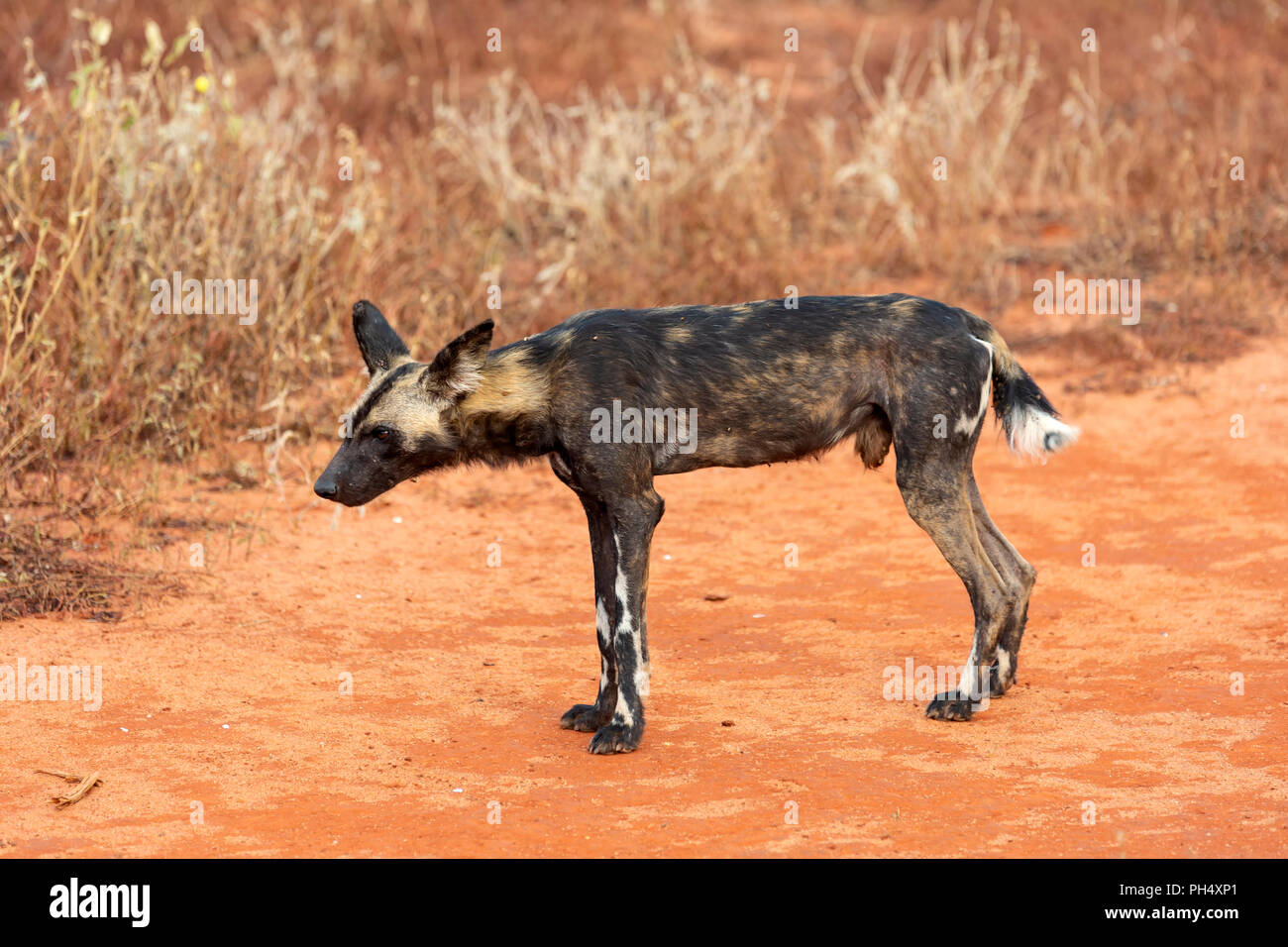 African Wild Dog at Tsavo West Stock Photo