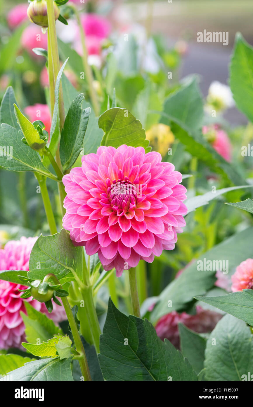 Waterlily type dahlias hires stock photography and images Alamy
