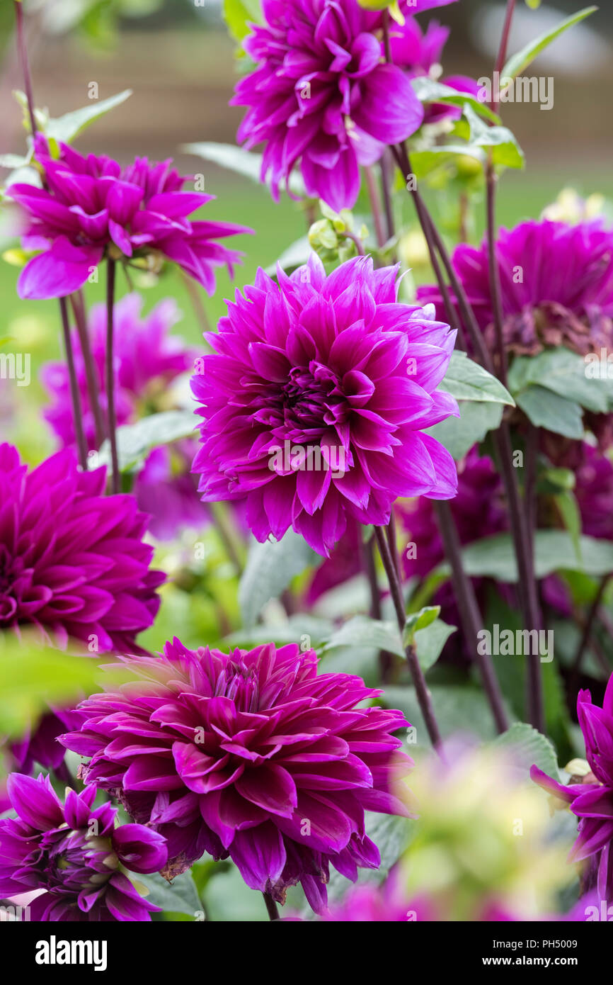 Dinner plate dahlia hi-res stock photography and images - Alamy
