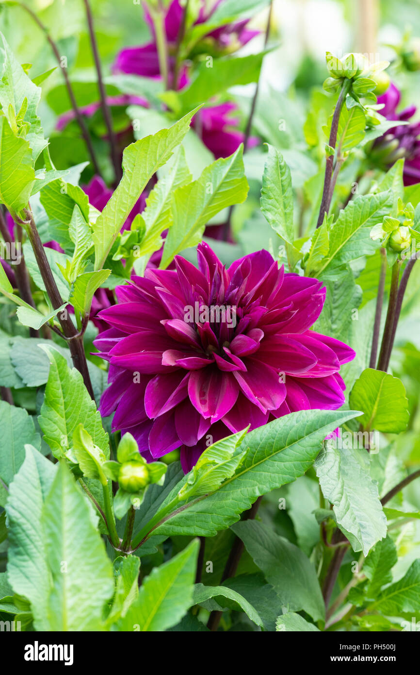 Dinner plate dahlia hi-res stock photography and images - Alamy