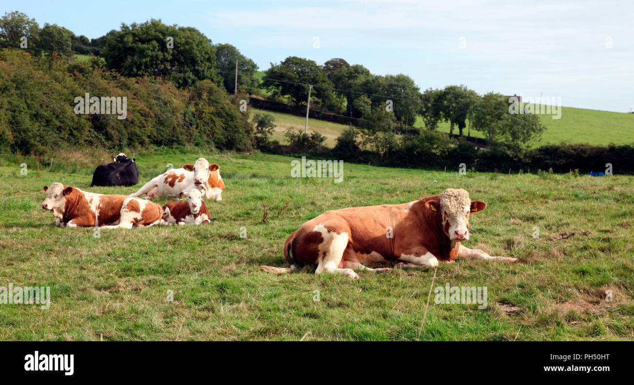 Bovine family of Bull, cows, bullock and heifer. Stock Photo