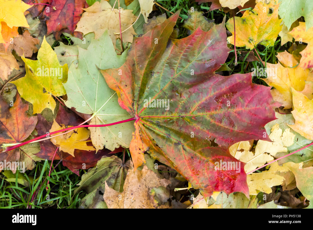 Acer saccharum autumn hi-res stock photography and images - Alamy