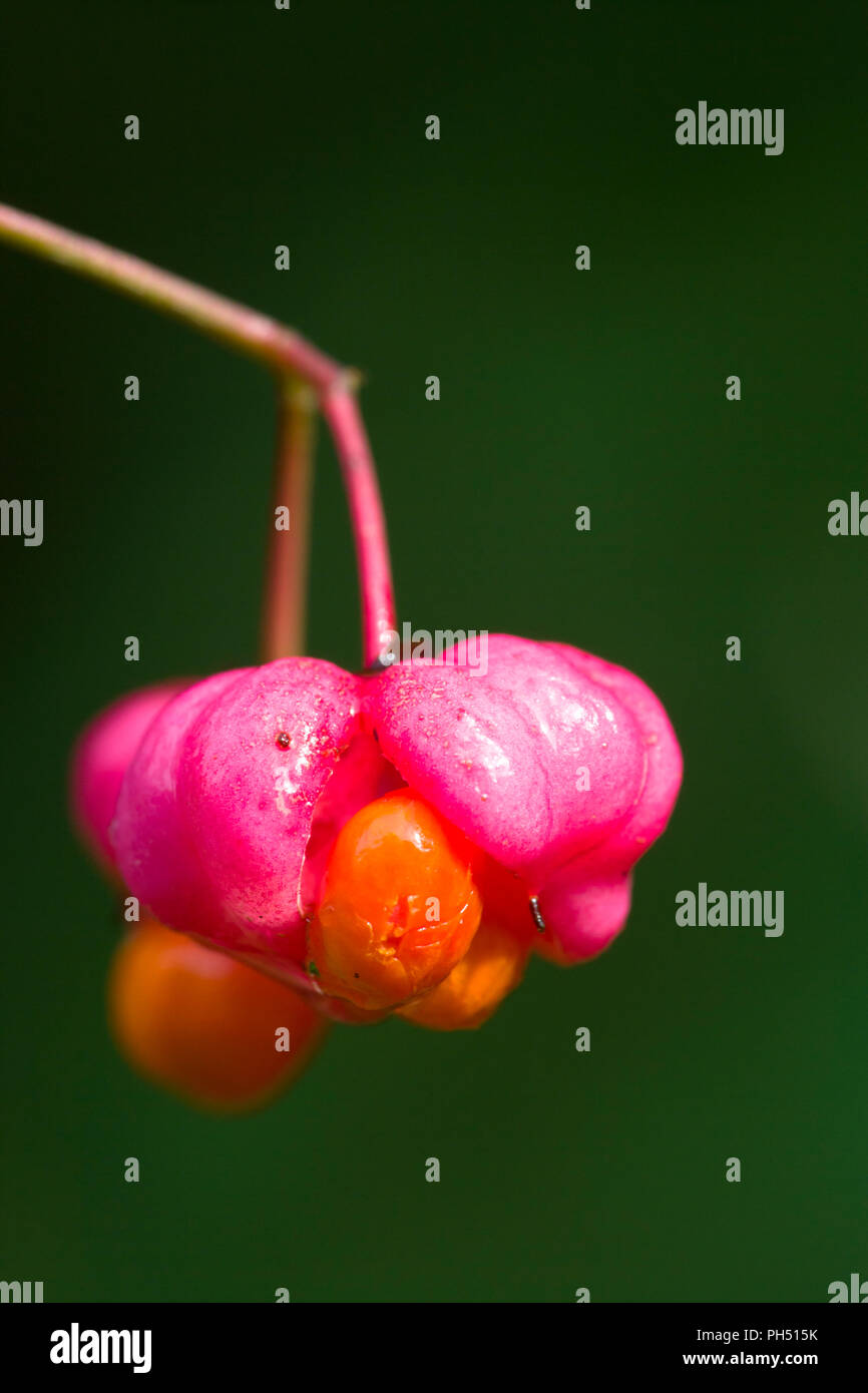 Spindle tree Euonymus europaeus fruits. Stock Photo