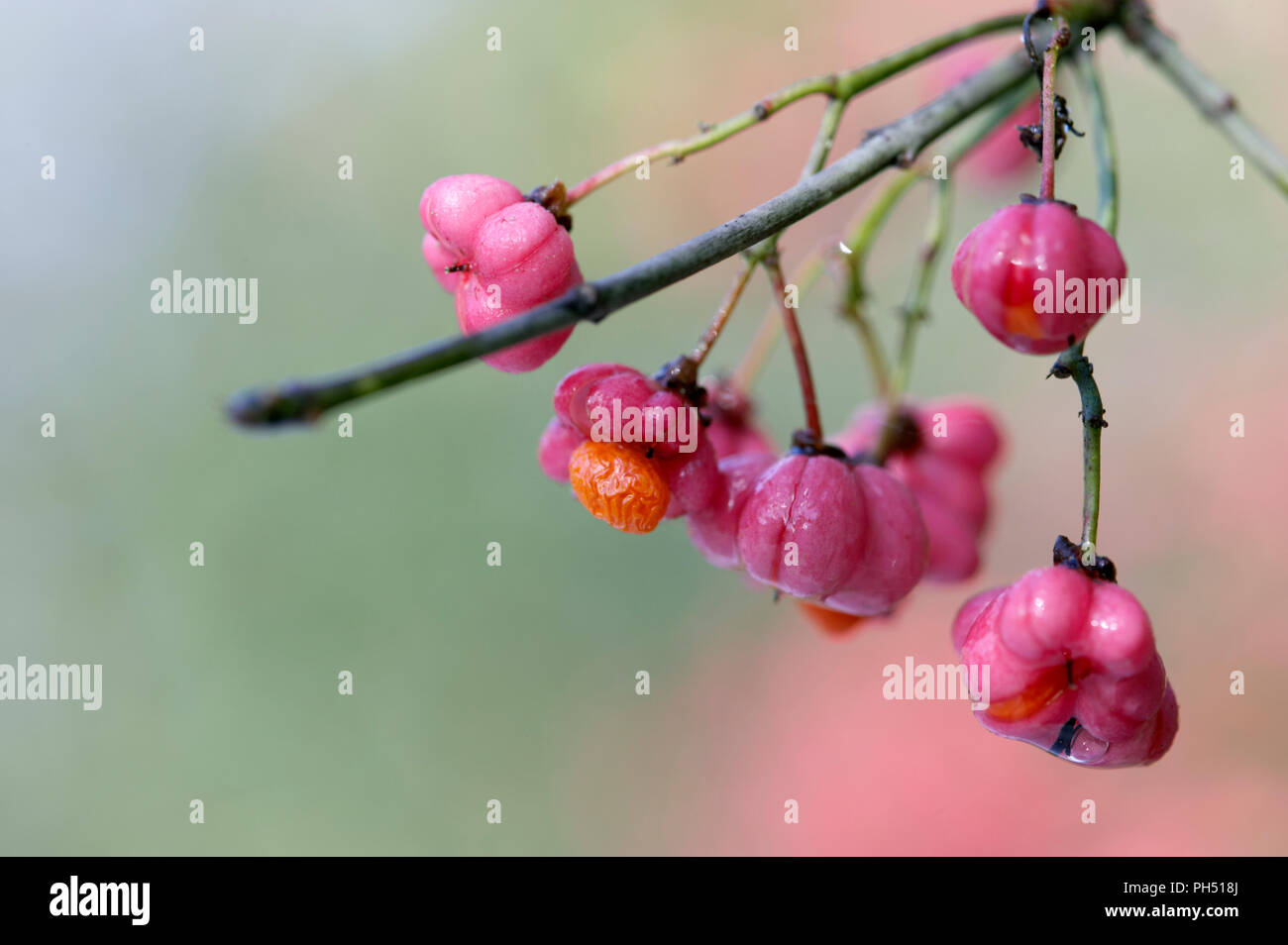 Spindle tree, Euonymus europaeus, the pink and orange fruits and seeds on the tree on autumn. Stock Photo