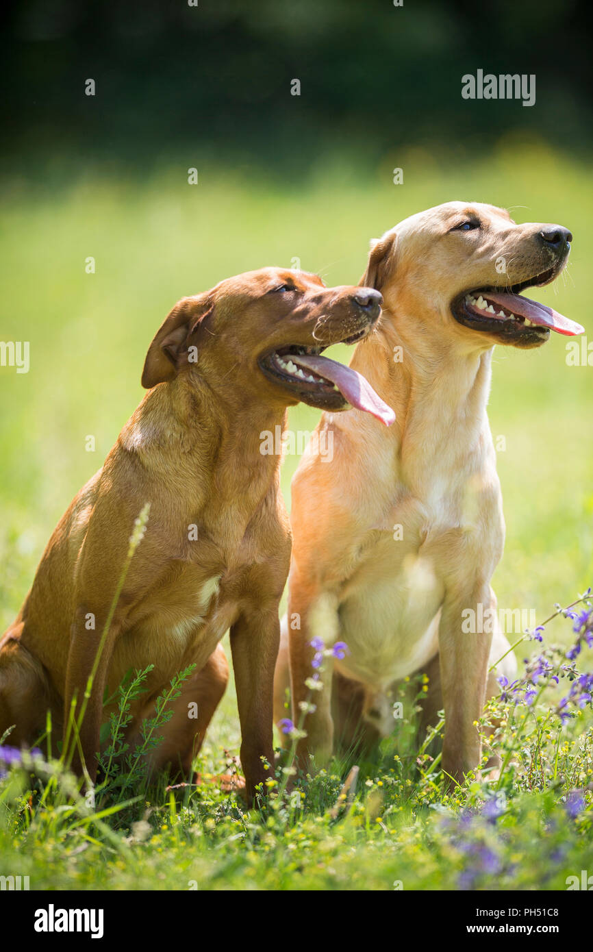 Labrador Retriever. Karetta and Kelo, two supernoses for sea turtle conservation, sitting on a meadow. Switzerland Stock Photo