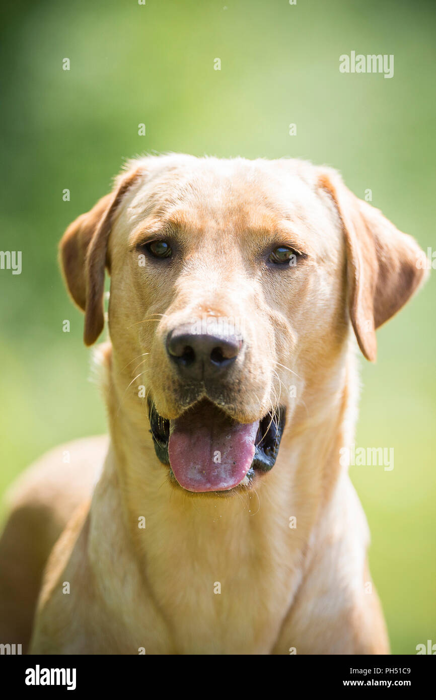 Labrador Retriever. Portrait of male dog Kelo, trained as conservation dog for the protection of loggerhead turtles. Switzerland Stock Photo