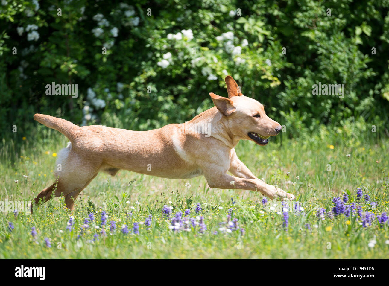 Labrador Retriever. Male dog Kelo, trained as conservation dog for the protection of loggerhead turtles, running on a meadow. Switzerland Stock Photo