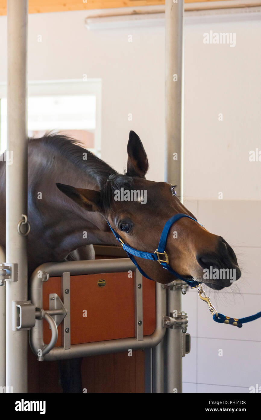 Warmblood. Bay horse in an examination stock. Germany Stock Photo
