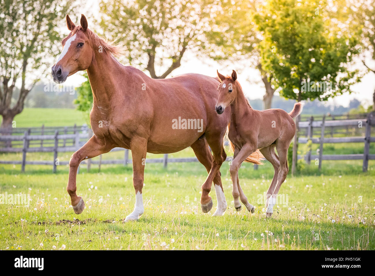 Oldenburg Horse. Chestnut mare with foal trotting on a pasture. Germany Stock Photo