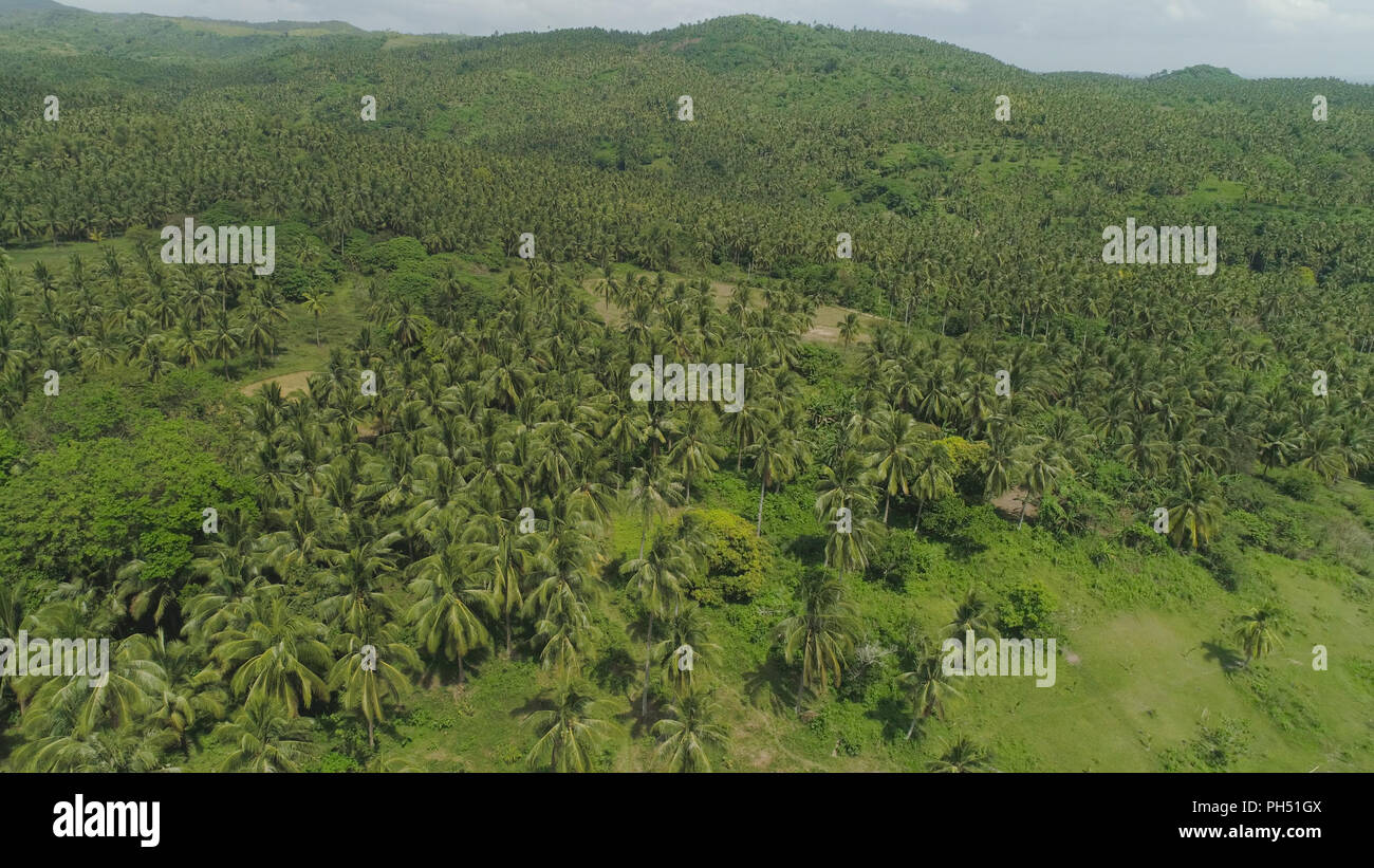 Aerial view of grove of palm trees in the hills against sky and clouds ...